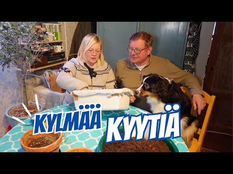 Kylmää kyytiä