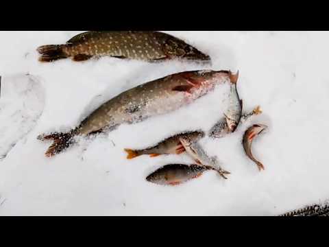 Рыбалка,зимой ловля щуки