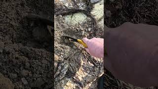 Download lagu I love the shape! #metaldetecting mp3