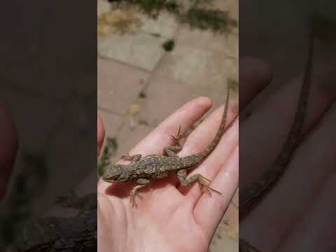 The athletic excellence of Loretta Ankles.