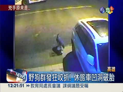 休旅車凹洞破胎 凶手竟是野狗群!