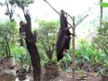 BIG Bats