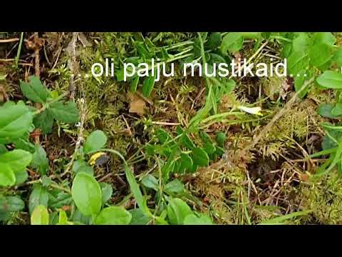 Mardikas kord marjul käis