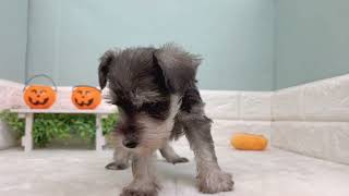 ミニチュアシュナウザーの動画01