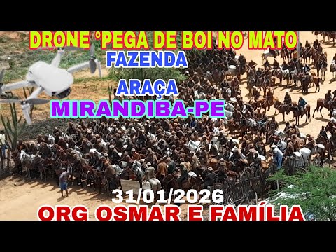 (DRONE)4°PEGA DE BOI NO MATO FAZENDA ARAÇA MIRANDIBA PE.ORG OSMAR E FAMILIA .31/01/2026