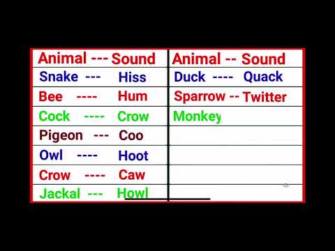 Animals sounds cries of animals EP24 Monkey Gibber