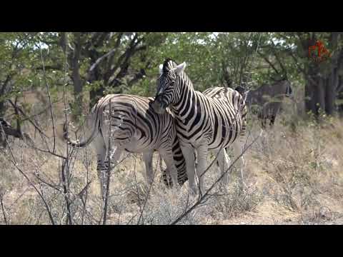 Namibia erleben/Teil56-Etosha 2019-Teil 1