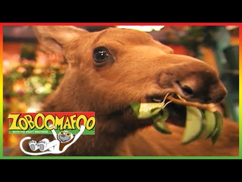 🦌 Zoboomafoo 131 | Funny Faces | Animal shows for kids | Full Episodes | HD 🦌