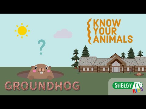 Animal Spotlight | Groundhog | Learn About Groundhog Day | Animal Facts For Kids