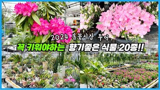 향기최강 예쁜 봄꽃 식물 20종!! 2024 봄 꽃시장 투어!! 올해 역대급 ㅋㅋㅋ