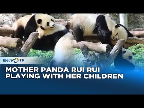 Warm! Happy Moments with the Rui Rui Panda Family - YouTube