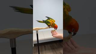 Sun Conure Fetching a Toy #bird