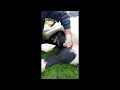 Equine Castration Video