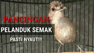 Download lagu Cingcoho/Pelanduk Semak Pasti Nyaut. mp3