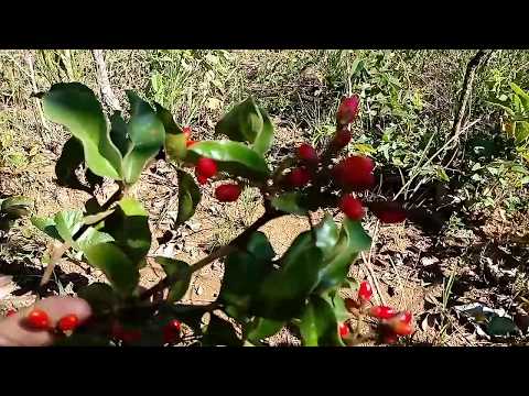 Enxerto de passarinho planta do cerrado.