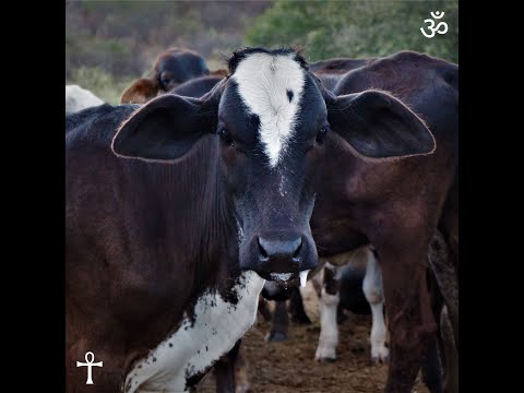 Olhos de mel - Kaíque Guerra feat. Rapha Mello