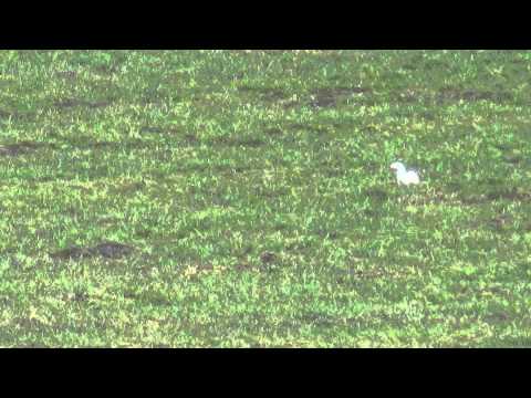 Hermelin im Winterkleid