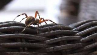 preview picture of video 'Barn Funnel Weaver Spider (Tegenaria domestica)'