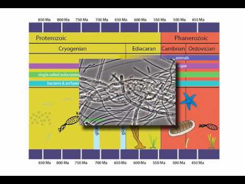 Neoproterozoic Timeline
