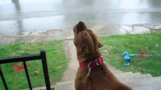 pitbull vs raindrops