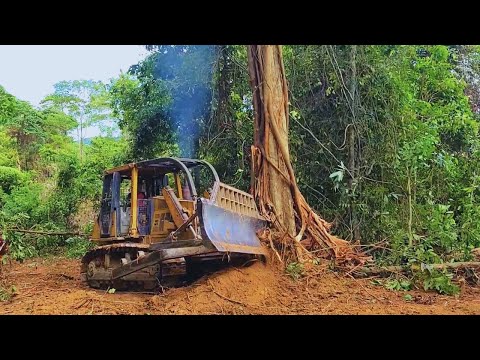Der qualifizierteste Dozer -Bediener bricht viele riesige Bäume mit CAT D6R XL leicht zusammen