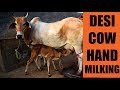 Desi Cow Hand Milking At Shreejivan Dairy Sirsa Haryana