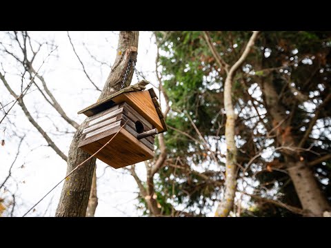 323 Bailey Dr | ONLY SHANE