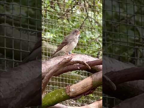 Kanárik bielotrtáčový (Crithagra leucopygia) — video o speve a chove