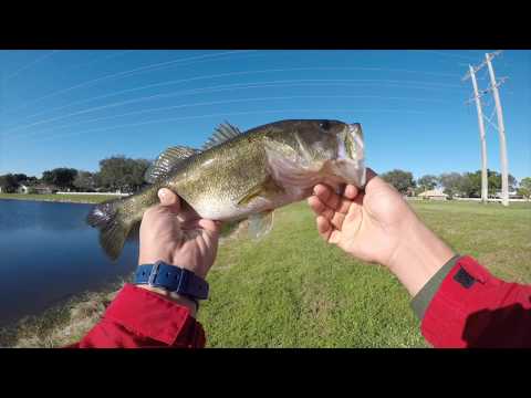 First Topwater Fish EVER + SLAYING with DIY Soft Plastic Bait