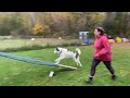 IDAL 60X90 Paws4Fun Snowy 18Oct23