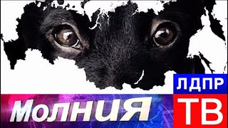 Закон о защите животных нужен сейчас! Молния от 15.11.17