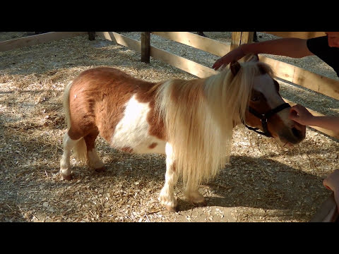 Sons of Numenor - LOTRO Conclave V: LOTRO Extended Cut