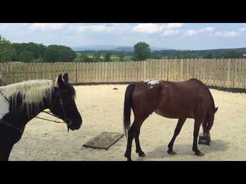 MUSTANG MAKEOVER 2018 Team Jan (TAG 3909) - Update 3