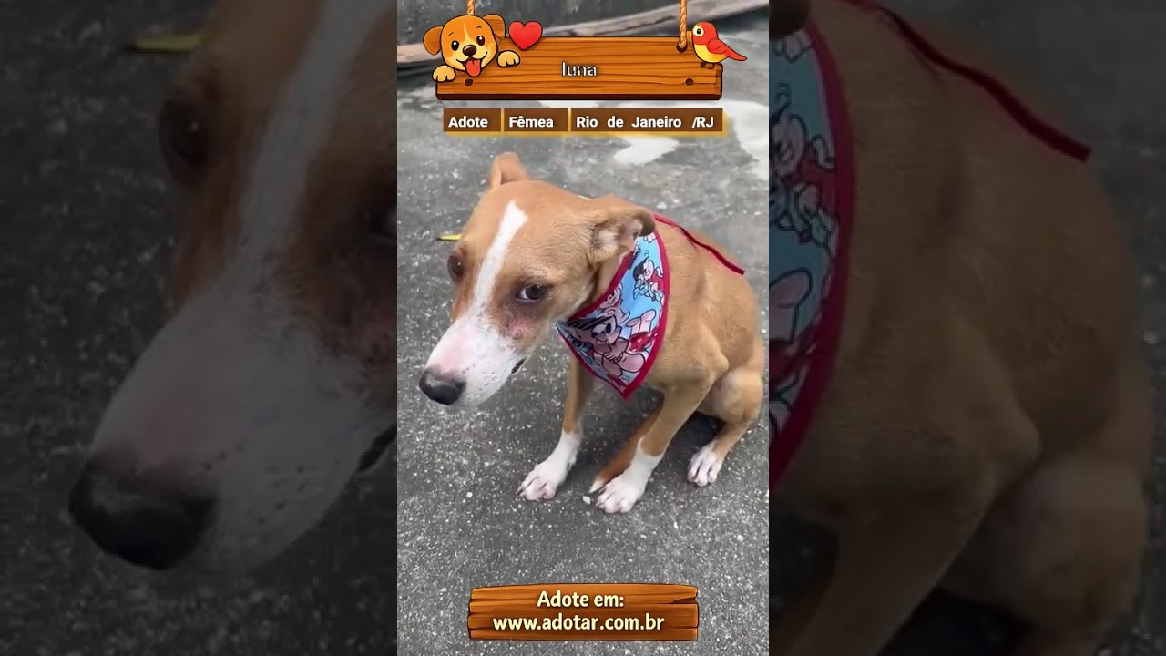 Cachorro raça SRD-ViraLata idade 2 a 6 meses nome Mel