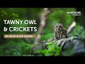 Tawny Owl And Crickets Sleep Sound 10 Hours Black Screen