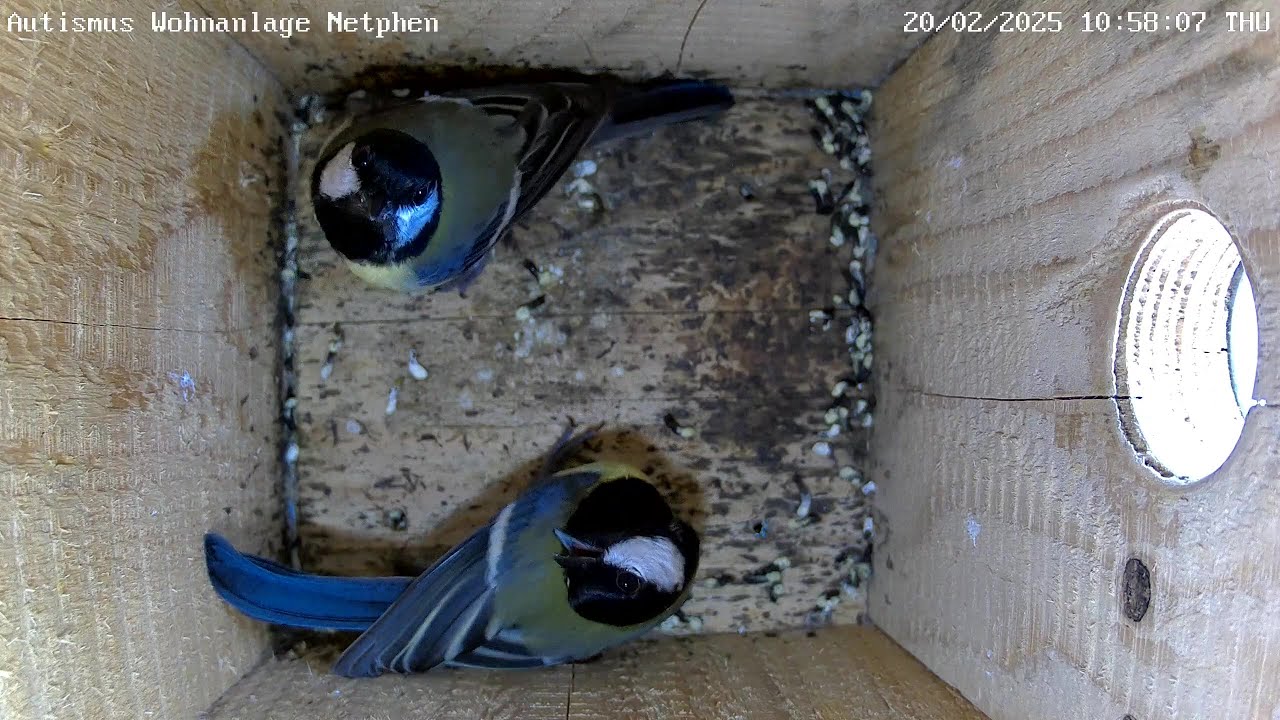 Ein Kohlmeisenpaar besichtigt den Nistkasten | 20.02.2025