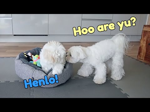 MY DOG'S CRAZY REACTION WHEN WE GOT A NEW PUPPY - FIRST HOUR TOGETHER ❤️