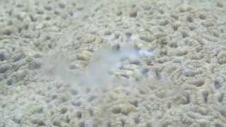 preview picture of video 'Coral spawning in KwaZulu-Natal'