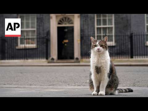 Larry the cat marks 15 years as Britain’s Chief Mouser