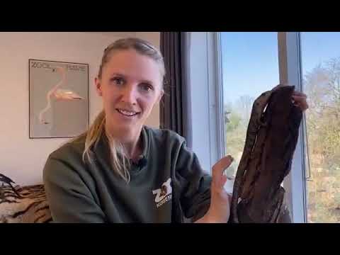 Regnskovens dyr (Zooskole afsnit 7)