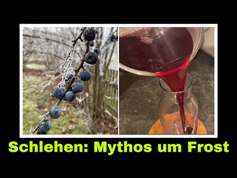 Schlehensaft selber machen | wann sind Schlehen wirklich reif? wie kriegt man die Tannine raus?