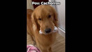 Foi só ouvir a palavra proibida 😂🐶#engraçado #cachorro #shorts