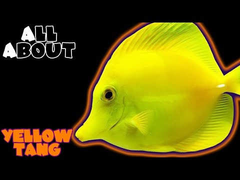 image-Why yellow tang is expensive?