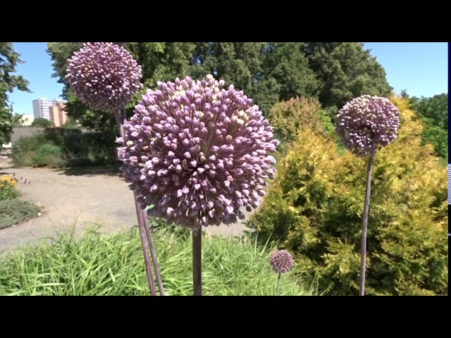 Allium var. Summer Drummer (česnek)