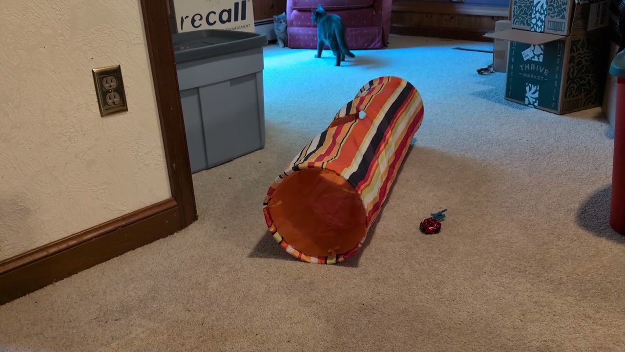 Grey Baby, a Adoptable Domestic Short Hair in Fairview Heights, IL video 2/6