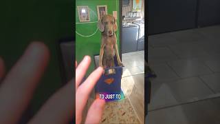 Yes, our dog has to eat in a box! #dogshorts #dogmom #petsrule #dogsforever #gooddoggo #dogsrule
