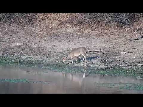 Djuma: Duiker drinking at corner of the dam - 16:34 - 09/15/21