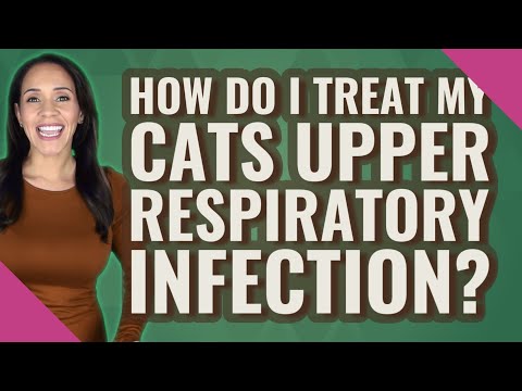 How do I treat my cats upper respiratory infection?