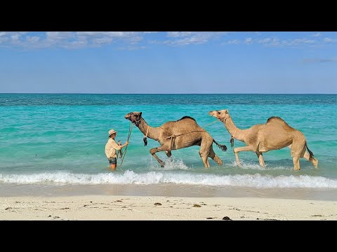 CAMEL TREK ACROSS AUSTRALIA | Ep 1: Hitting the Trail