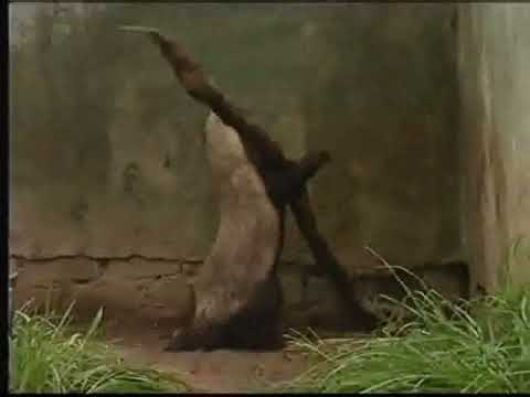 Stoffel escape reload